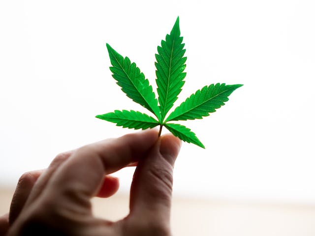 CBD pour les Animaux de Compagnie : Une Nouvelle Option de Soin pour votre Animal