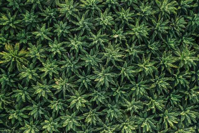 Le Guide Ultime du Cannabis : Une Introduction à la Médecine Naturelle
